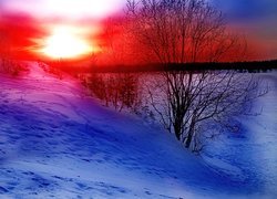 Zachody Słońca, Kolorowe, Niebo, Drzewo, Zima