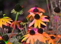 Rudbekia, Kolory