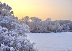 Zachód, Słońca, Drzewa, Śnieg, Zima