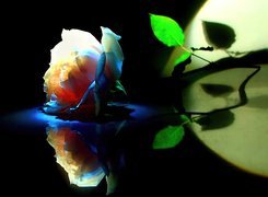 Kwiaty, Kolorowa, Róża, Odbicie