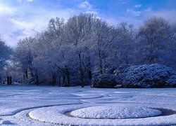Park, Drzewa, Krzewy, Zima