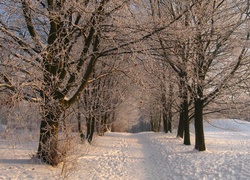 Zima, Park, Drzewa, Śnieg