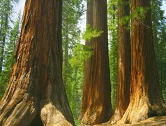 Stany Zjednoczone, Stan Kalifornia, Park Narodowy Yosemite, Drzewa, Sekwoje, Las Mariposa Grove