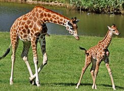 Żyrafa, Mama, Młode