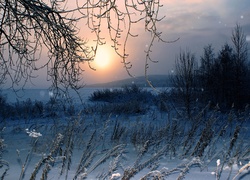 Morze, Wybrzeże, Drzewa, Trawy, Zachód, Słońca, Zima