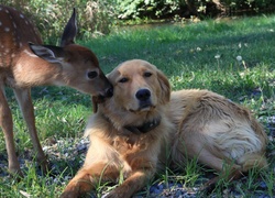 Pies, Sarna, Trawa, Golden retriever