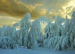 Chmury, Drzewa, Śnieg, Zima