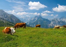 Krowy, Łąka, Góry