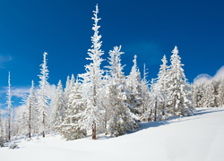 Ośnieżone, Choinki, Śnieg