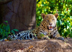 Leżący, Jaguar, Las