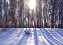 Las, Promienie Słońca, Śnieg