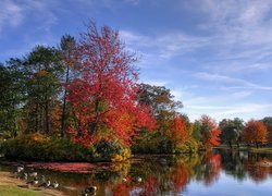 Jesień, Kolorowe, Drzewa, Jeziorko