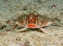 Ryba, Red, Lipped, Batfish