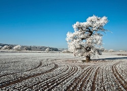 Zima, Pola, Drzewa, Niebo