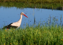 Bocian, Rzeka, Trawy