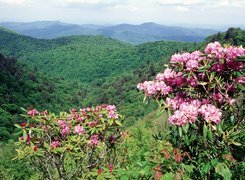 Zalesione, Góry, Kwitnące, Rododendron