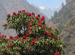 Rhododendron, Góry