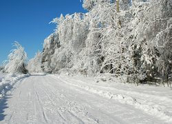 Zima, Droga, Ośnieżone, Drzewa