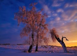 Zima, Drzewa, Zachód Słońca