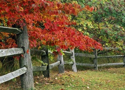 Jesień, Drzewa, Zagroda