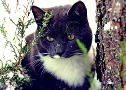 Kot, Drzewo, Zima