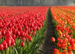 Tulipany, Uprawa