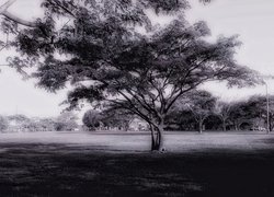 Czarno-Białe, Drzewa