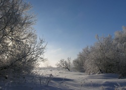 Drzea, Krzewy, Śnieg, Niebo