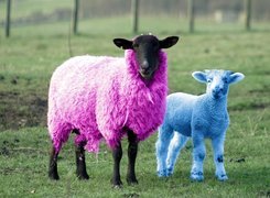 Kolorowe, Owce, Trawa