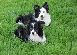 Dwa, Pieski, Border Collie, Trawa