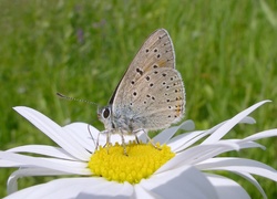 Motyl, Kwiat, Margerytka