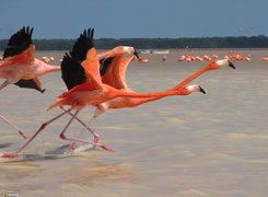 Flamingi, Czerwonaki
