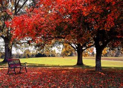 Jesień, Park, Ławeczka