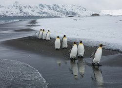 Zima, Pingwiny, Góry Lodowe