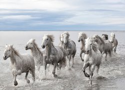 Morze, Białe, Konie