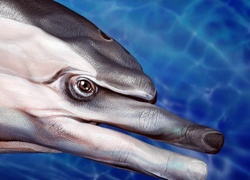 Bodypainting, Delfin, Palce