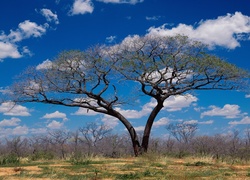 Afryka, Sawanna, Drzewo, Chmury
