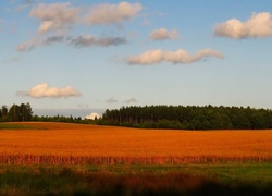 Pole, Jesień, Las