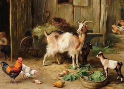 Koza, Kury, Gospodarstwo, Edgar Hunt