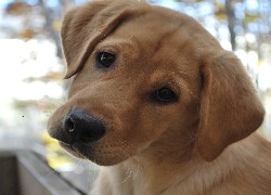 Smutny, Piesek, Labrador Retriever