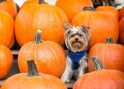 Yorkshire Terrier, Kokardka, Dynie