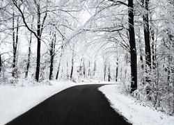 Droga, Las, Śnieg