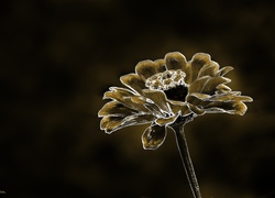 Kwiat, Grafika