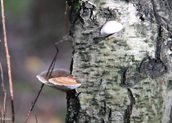 Pień, Brzoza, Kora, Huby