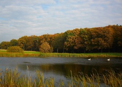 Staw, Jesień, Łabędzie