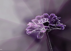 Fioletowy, Kwiat, Grafika