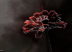 Kwiat, Grafika