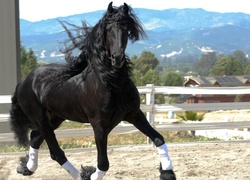 Piękny, Czarny, Koń