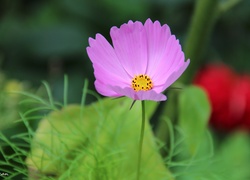 Liliowy, Kwiat