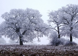 Pola, Drzewa, Zima